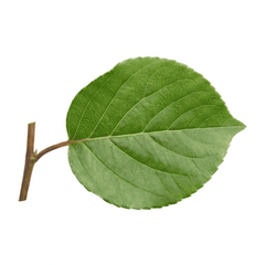 Reynoutria japónica